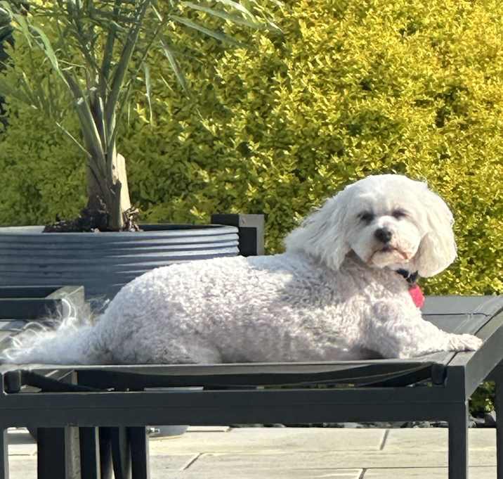 Photo of Ollie