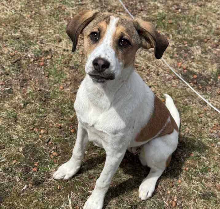 Photo of Cookie