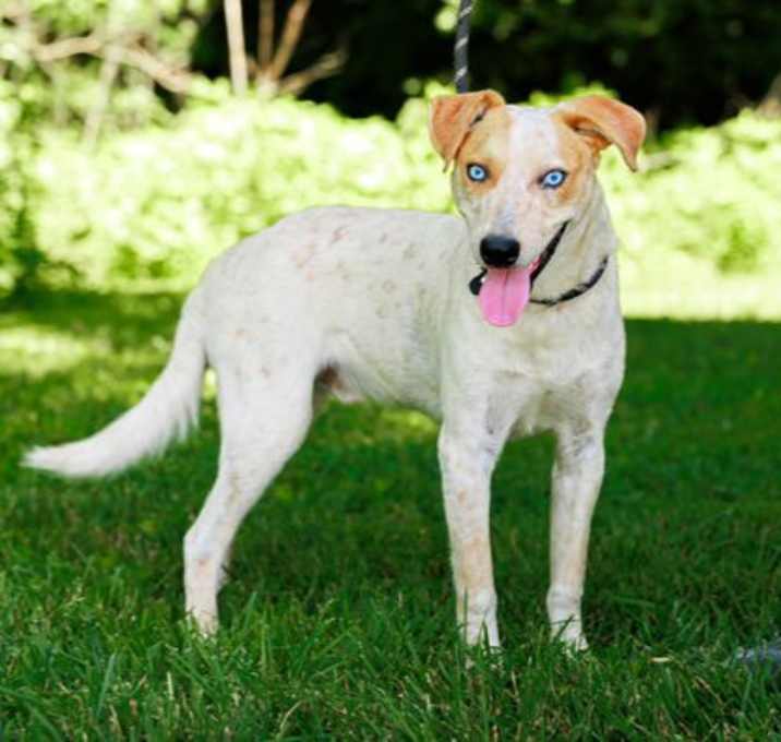 Photo of Dingo