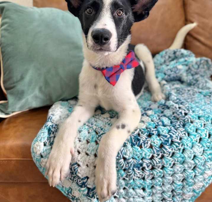 Photo of Bronco