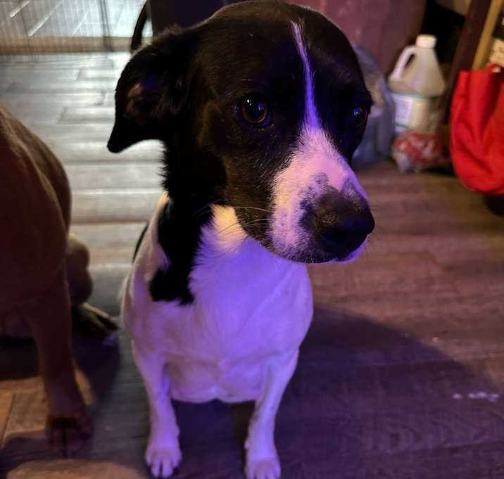 Photo of MooMoo