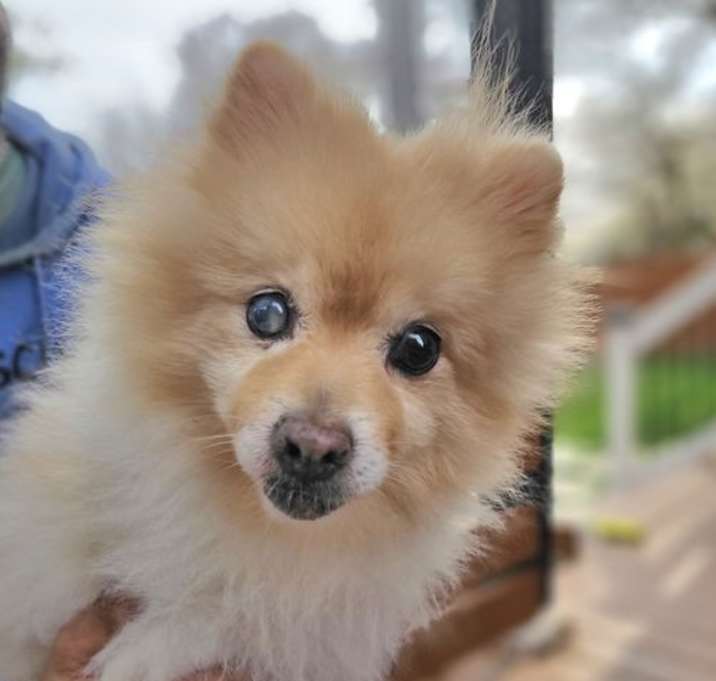 Photo of Fluffy