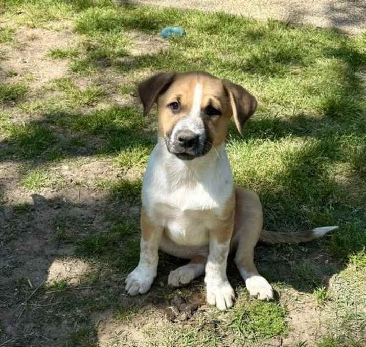 Photo of Bailey