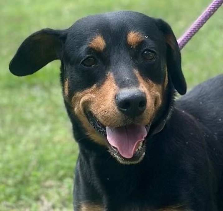 Photo of Kado