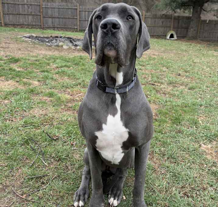 Photo of Bluey