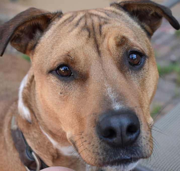 Photo of Moose