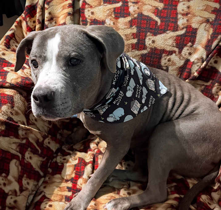 Photo of Bonnie