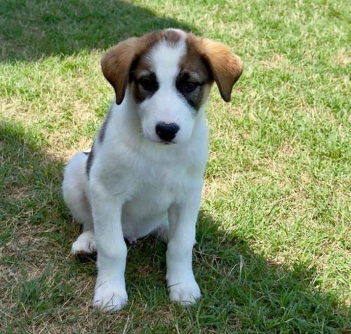 Photo of Teddy