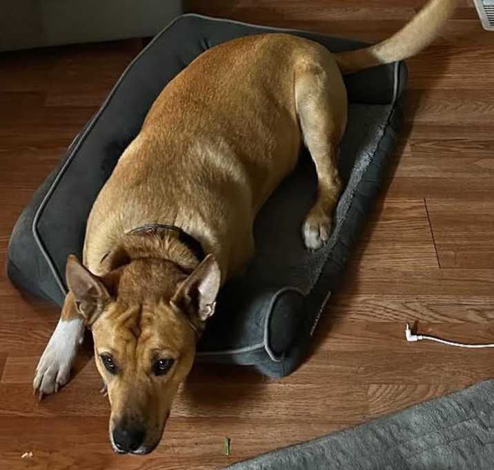 Photo of Hank