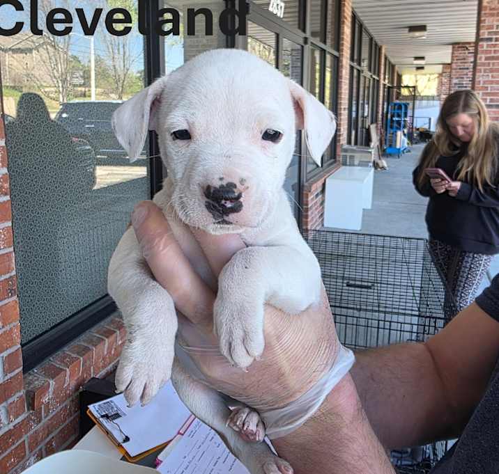 Photo of Cleveland
