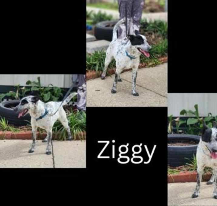 Photo of Ziggy