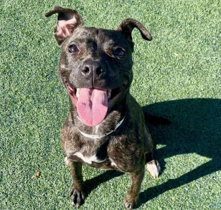 Photo of Nala