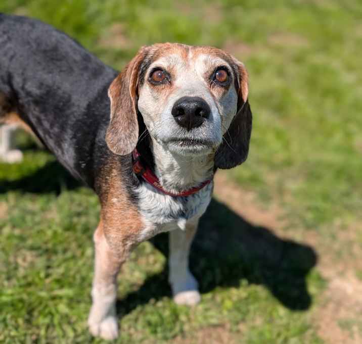 Photo of Whiskey