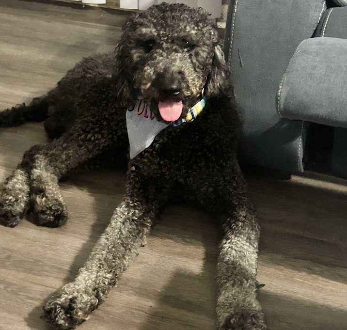 Photo of Rocky