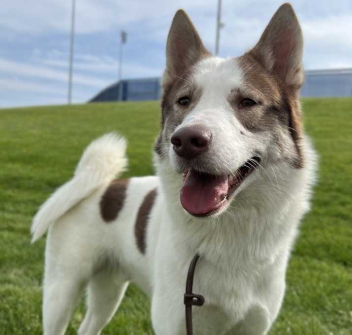 Photo of Skunk