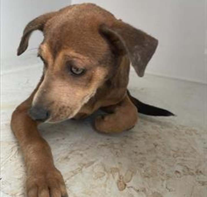 Photo of JADA