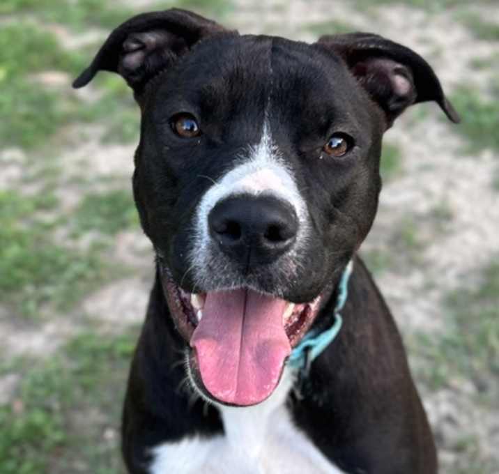Photo of Blue