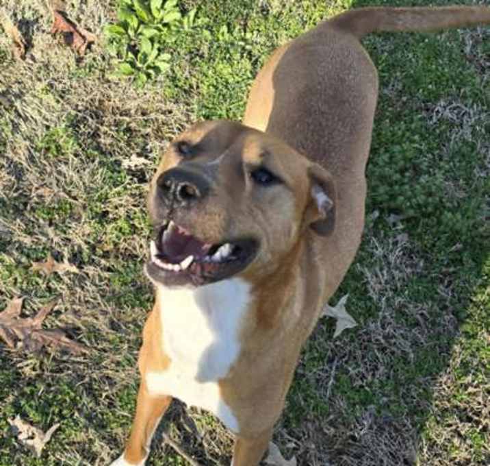 Photo of Angel (Nova)