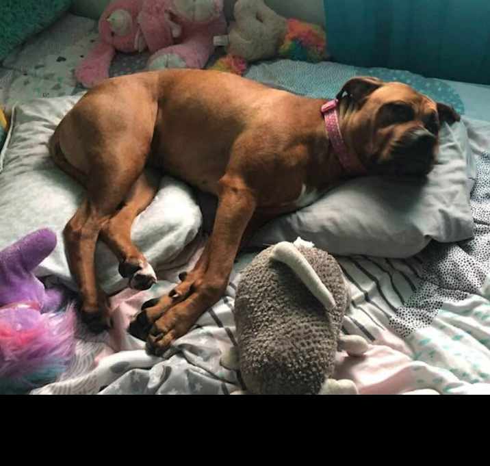 Photo of Fawn