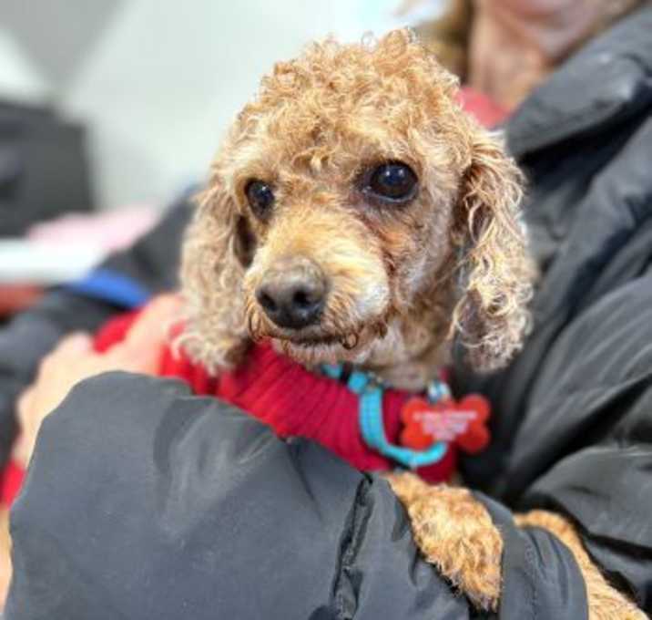 Photo of Rusty