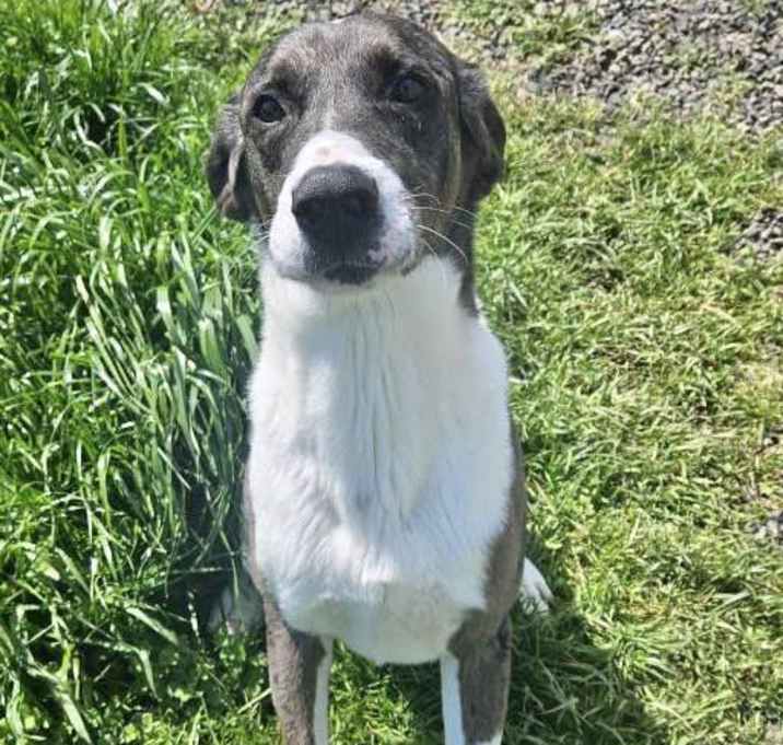 Photo of Ottis