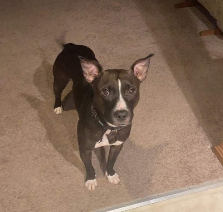 Photo of Benson