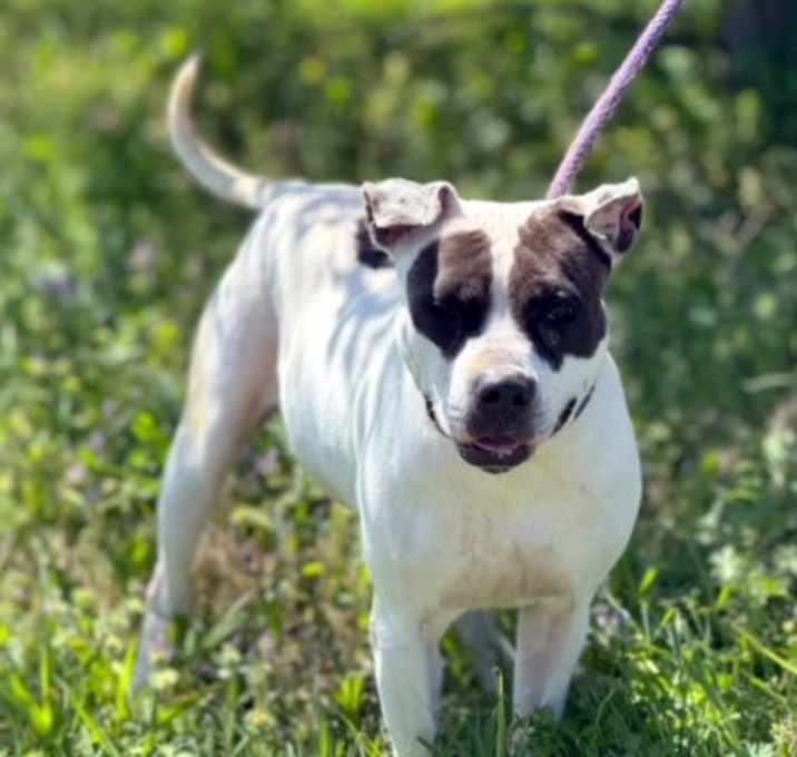 Photo of COOKIE 10122