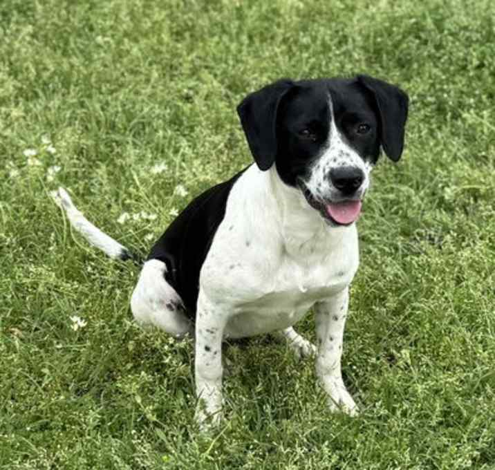 Photo of Oreo