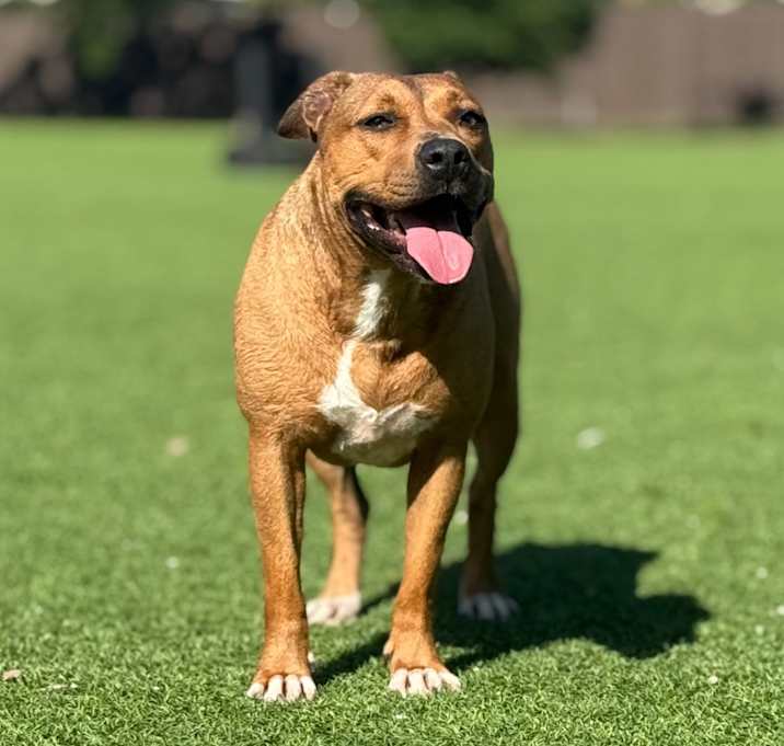Photo of Dolly