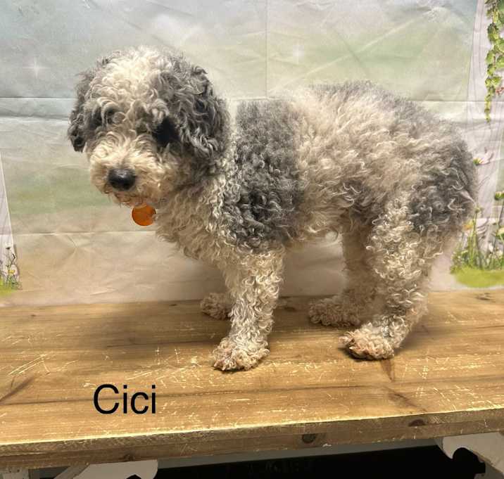 Photo of Cici
