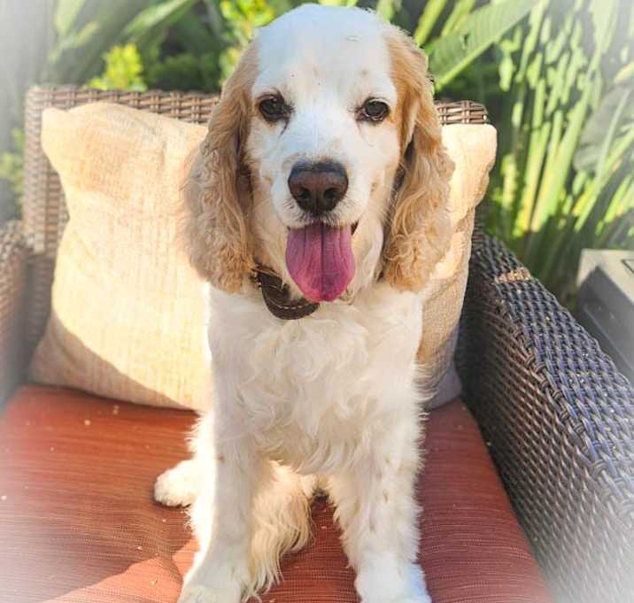 Photo of Milo