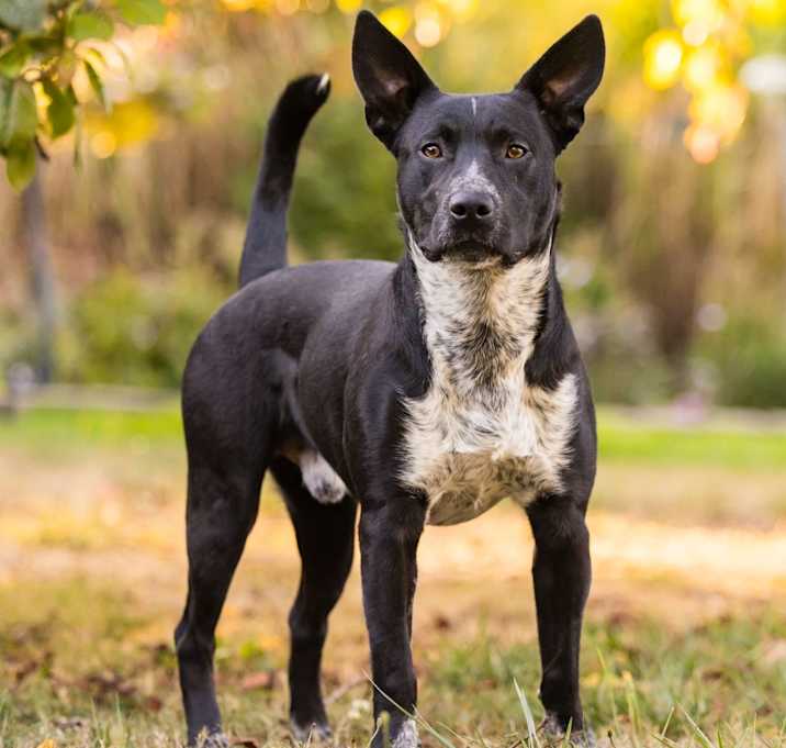 Photo of Sparky