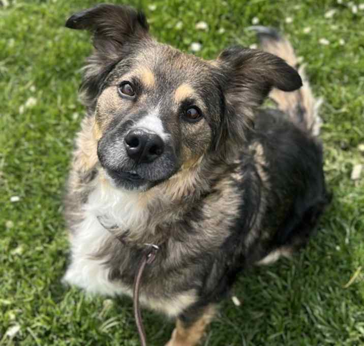 Photo of Marigold