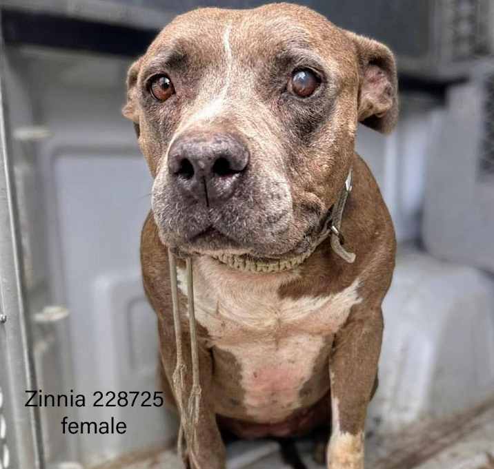 Photo of Zinnia 