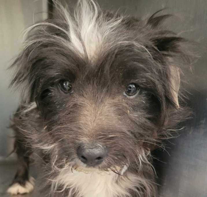 Photo of Skunk