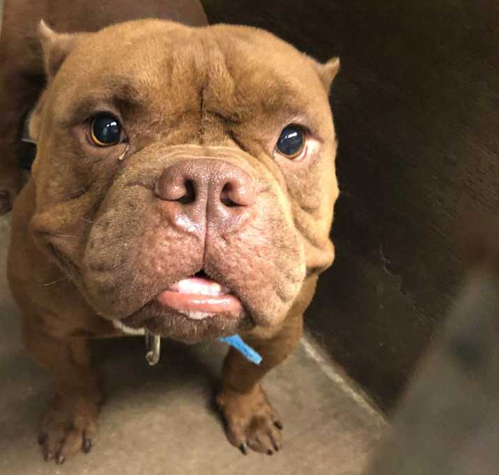 Photo of Rocky    (City Bite **Stray Dog**)