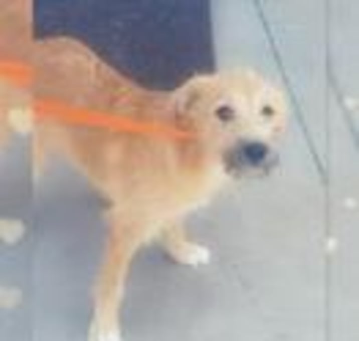 Photo of Sweet William