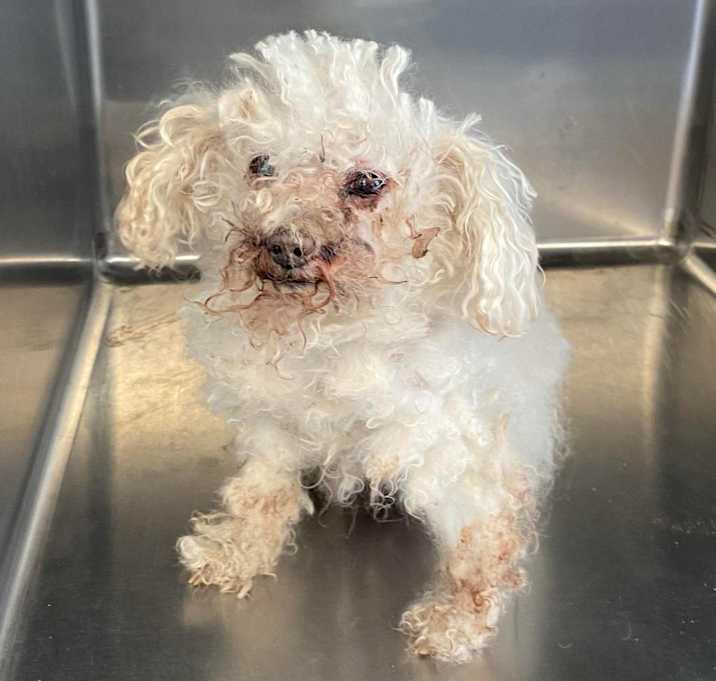 Photo of Poppy