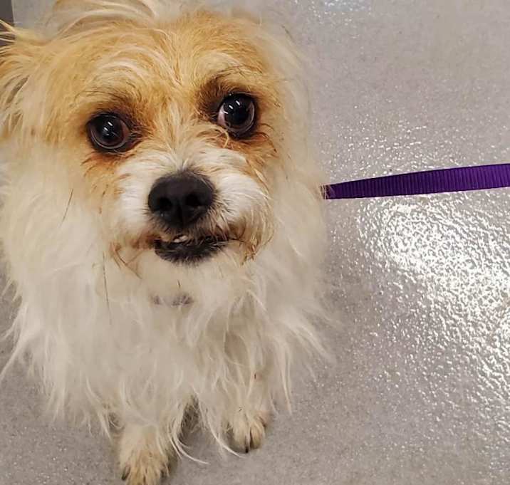 Photo of Spunky
