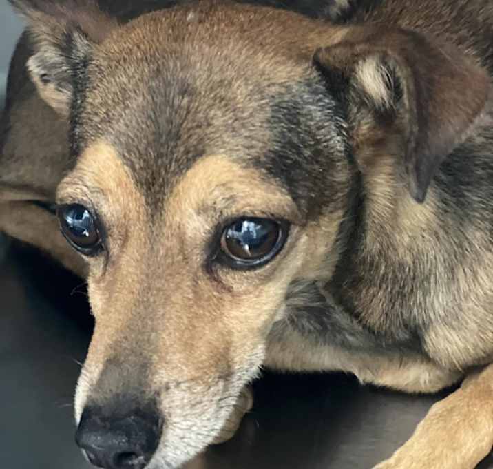 Photo of Brownie 8/16/23