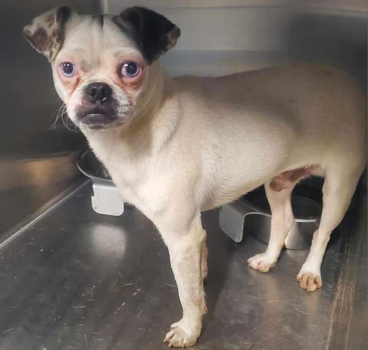 Photo of Pig 4/18/24
