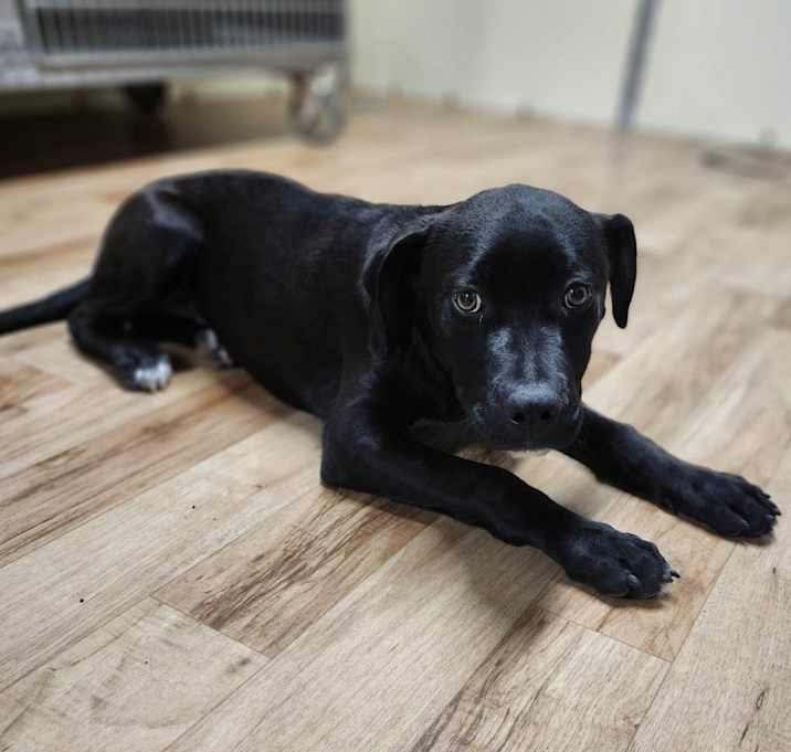 Photo of Onyx