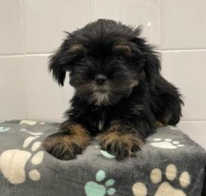 Photo of Rhinestone
