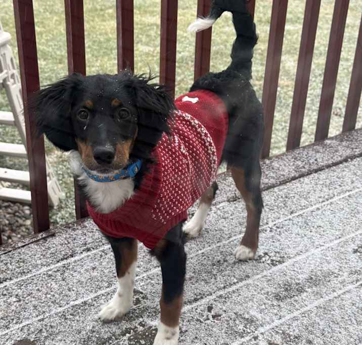 Photo of Chewie