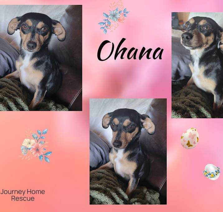 Photo of Ohana