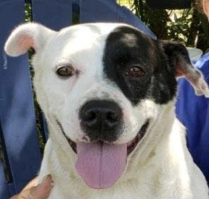 Photo of Peppy