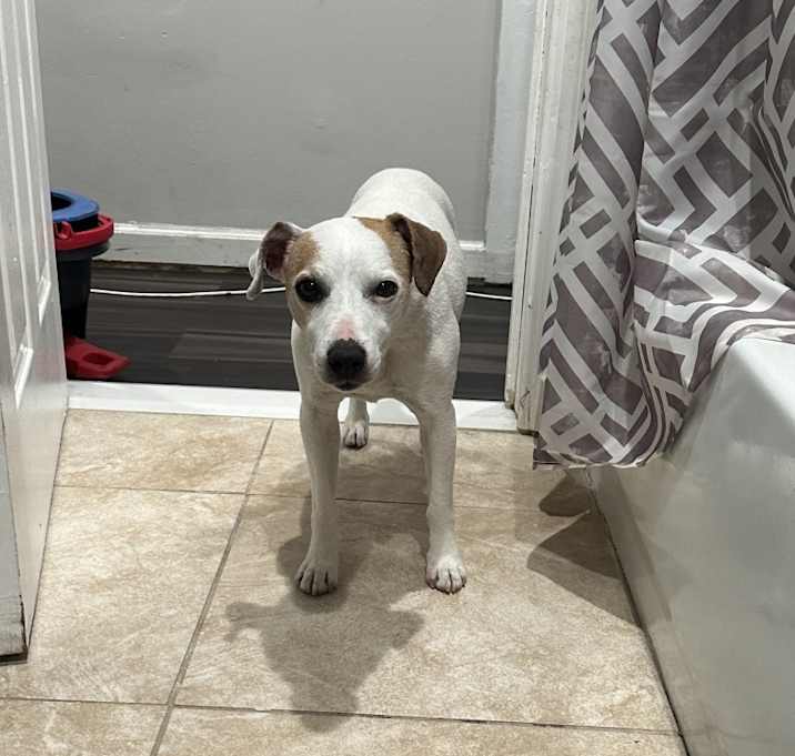 Photo of Biscuit