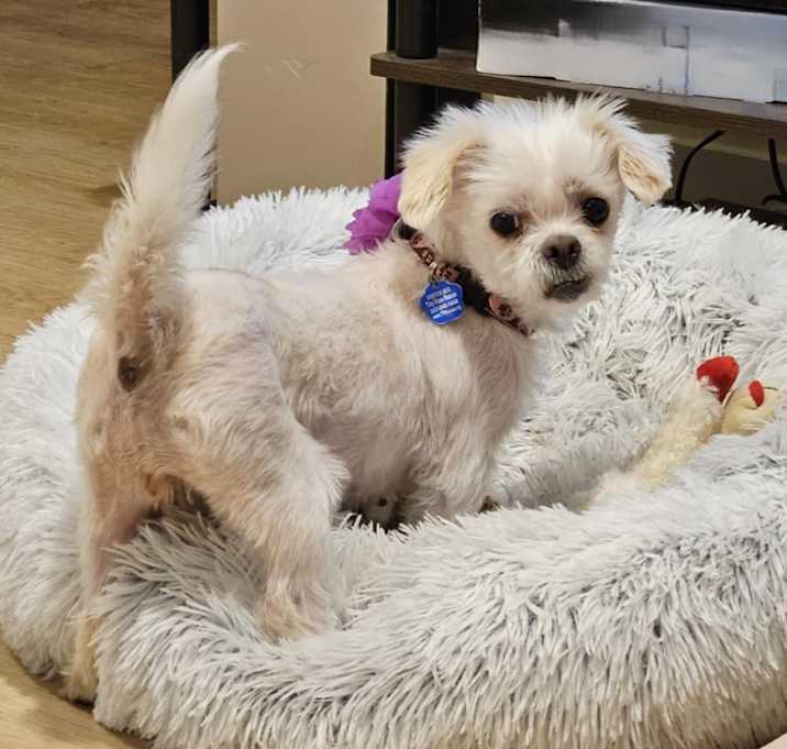 Photo of Lady