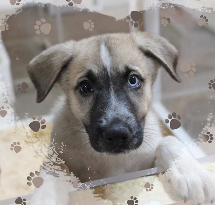 Photo of DeeDee