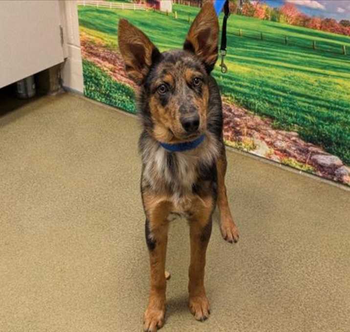 Photo of URGENT! SHELTER IS FULL
